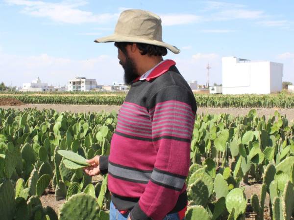 Impulsa gobierno estatal cooperativas agrícolas en San Andrés Cholula